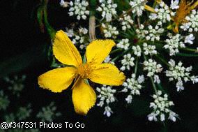 St. Johns wort w/ Queen Annes lace