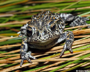 dixievalleytoad-anaxyruxwilliamsi-nevada.jpg