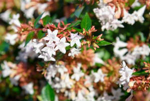 glossyabelia.jpg