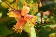 hazelnutflowerbuds.jpg