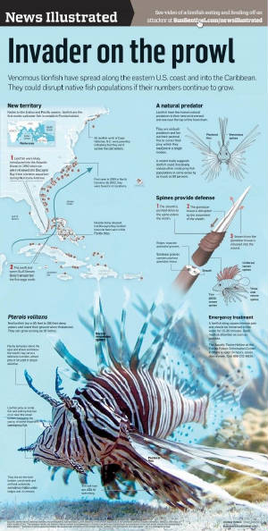 invasivespecies-lionfish-sunsentinel.jpg