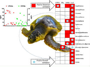 loggerheadseaturtlesadriaticseaandpahsandpcbs.jpg