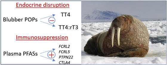 pops-atlanticwalruses-endocrinethyroidchanges.jpg