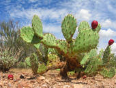 arizonapricklypearcactus.jpg