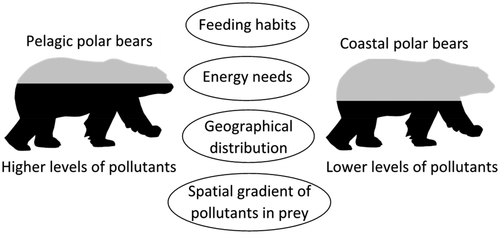 barentsseapelagicandcoastalpolarbears-polluntants-environmentalscienceandtechnology.gif