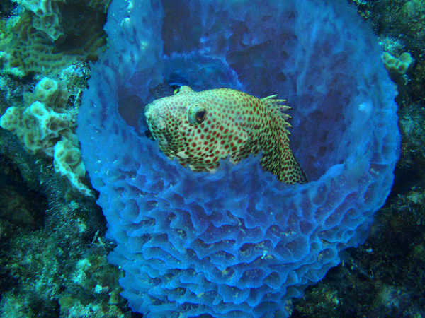 bluebarrelspongeandbrownspottedgrouper.jpg