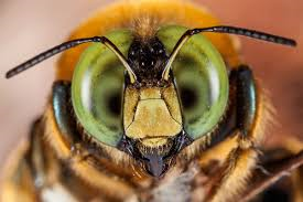 carpenterbee.jpg