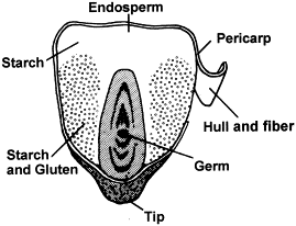 cornkerneldiagram.jpeg