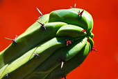 crestedbluemyrtlecactus.jpg