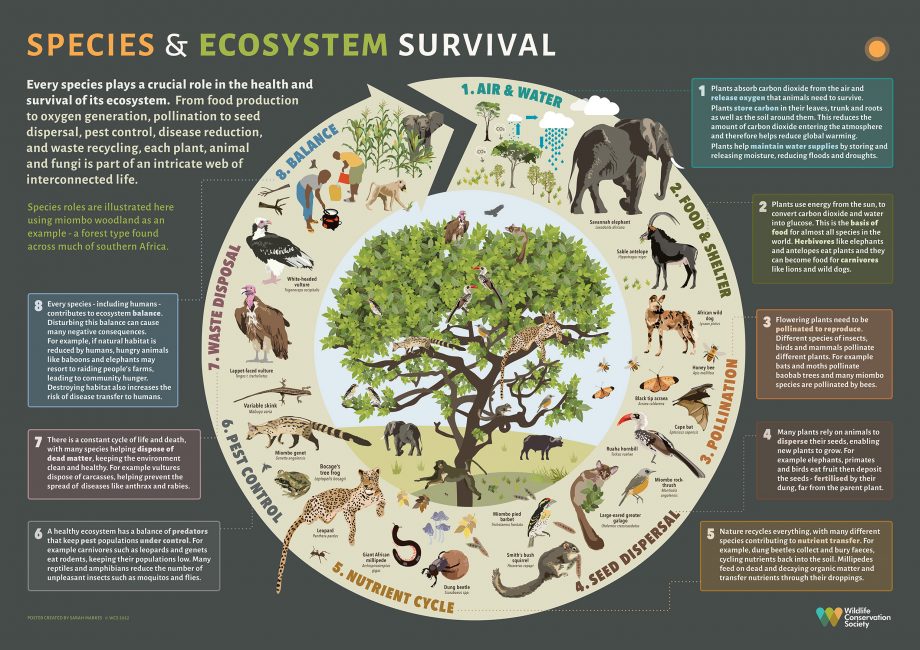 ecosystem-speciesmiombowoodlands-worldconservationsociety.jpg