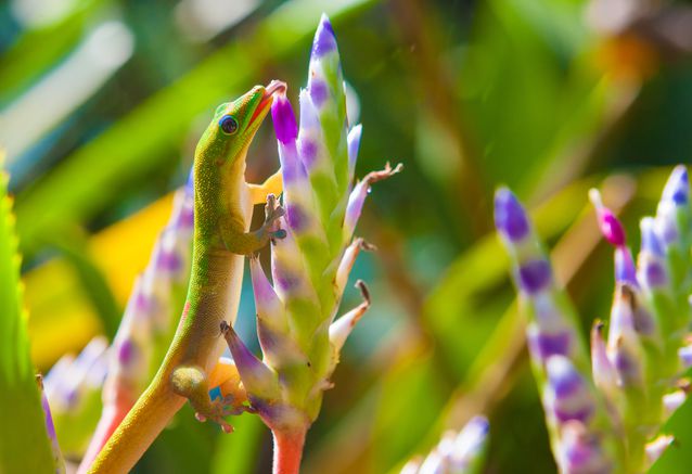 geckoblue-taileddaygeckoprimarypollinatorofraretrochetiaflowerislandofmauritius.jpg