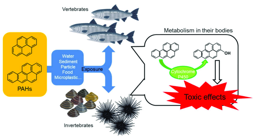 generalenvironmentalfateandtoxicmechanismofpahsintheaquaticecoystem.jpg