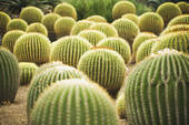 goldenbarrelcactus.jpg