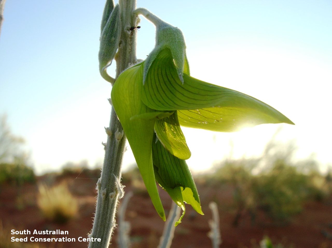 hummingbirdcrotalariacunninghamiiseedsofsouthaustralia.jpg