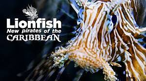 invasivespecies-lionfish-newpiratesofthecaribbean-film.jpeg