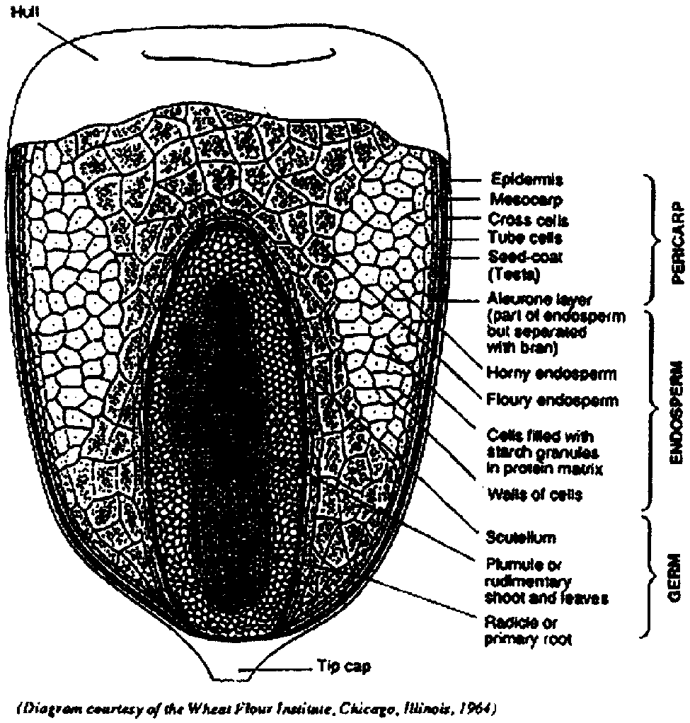 maizekerneldiagram.jpeg