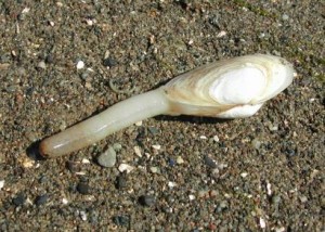 marylandsoftshelledclam.jpg