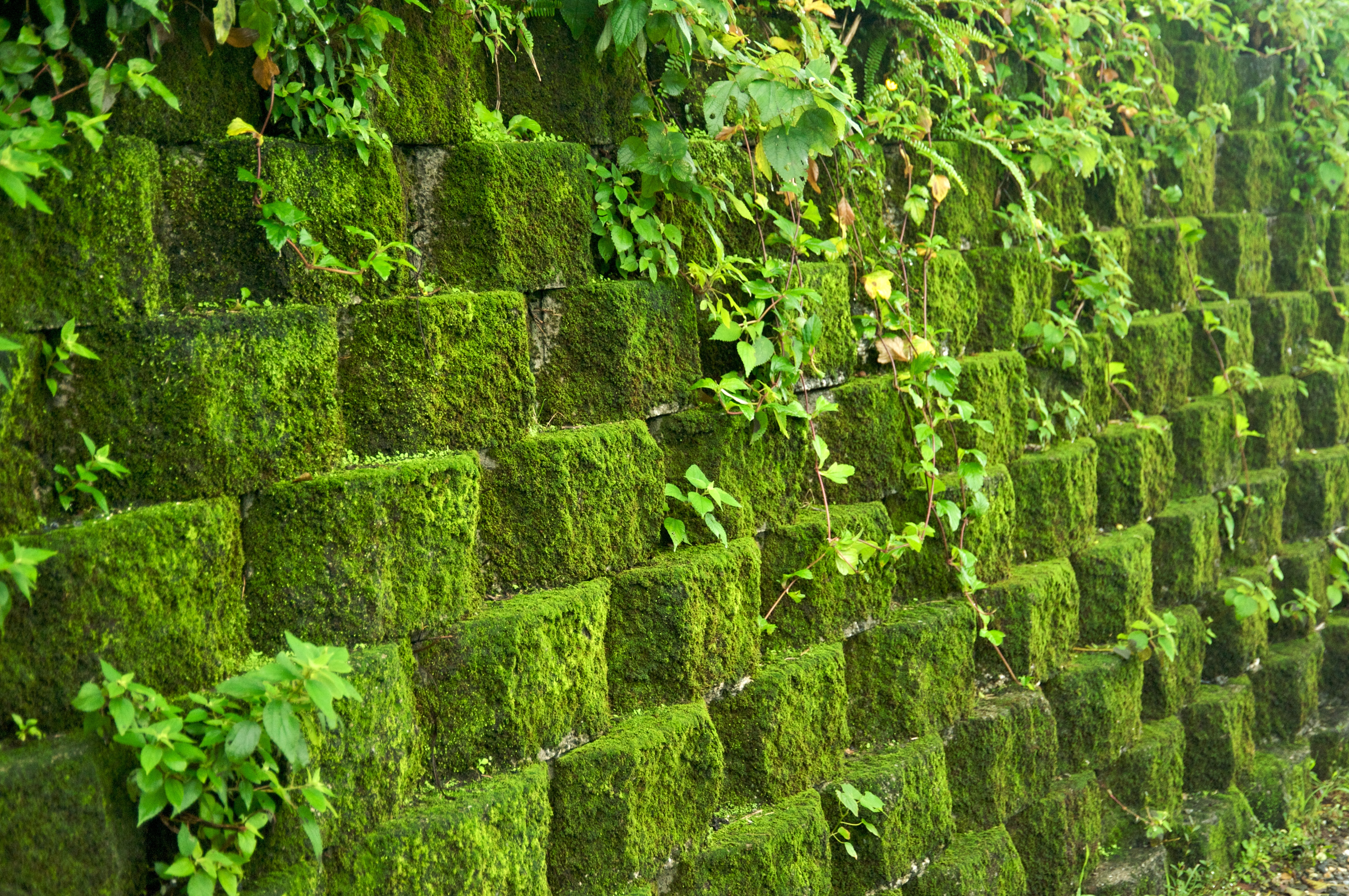 moss-jinguashi_taiwan_historic_gold_mine_moss_covered_retaining_wall.jpg