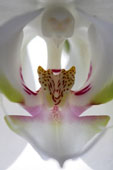 orchidcloseup.jpg