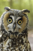 owlcloseup.jpg