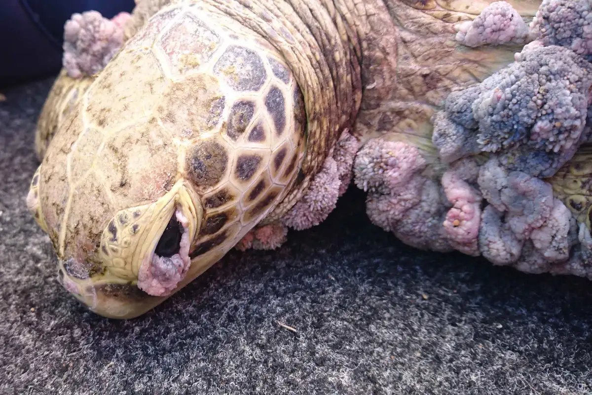 pahs-greenseaturtle-head-fibropapillomatosisgreatbarrierreefaustralia.jpg