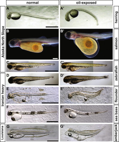 pahs-normalandoil-exposedfishcomparison.jpg