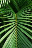 palmleafcloseup.jpg