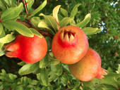 pomegranatesandleaves.jpg