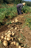 potatocultivation.jpg