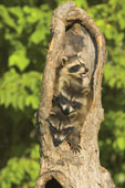 raccoons3intree.jpg