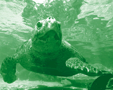 seaturtle.gif