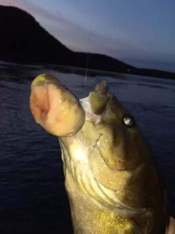 smallmouthbasssusquehannariver-duncannonindauphincountypennsylvania.jpeg