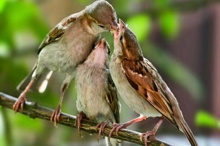 sparrowfamily.jpg
