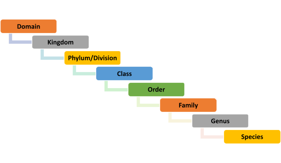 taxonomyrankshierachybiologicalclassificationsystem.jpg