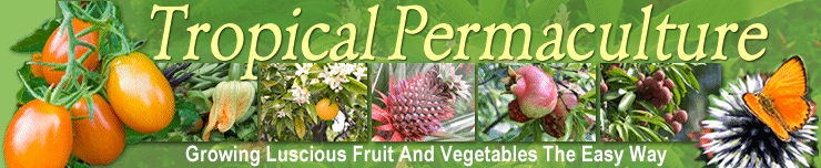 tropicalpermaculturebanner.gif