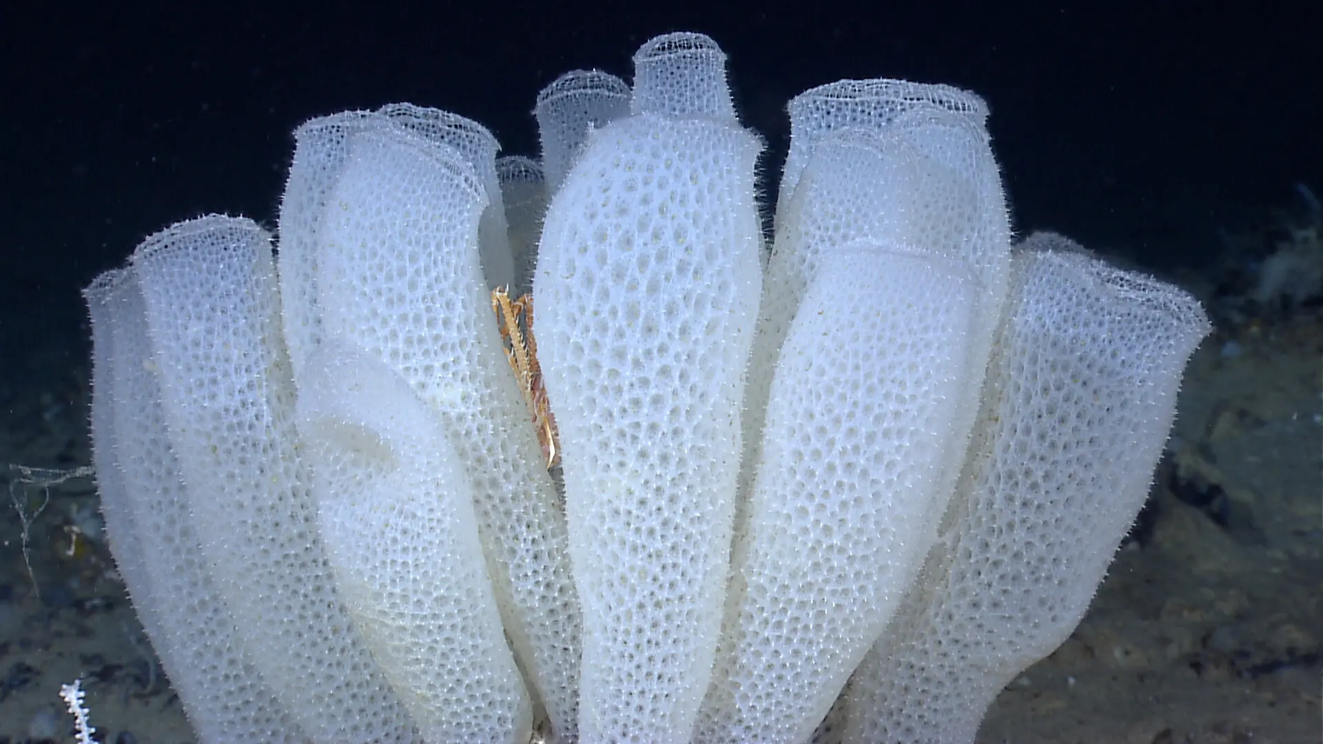 venusflowerbasketglassspongesandsquatlobsterhome-noaaokeanosexplorerprogram.jpg