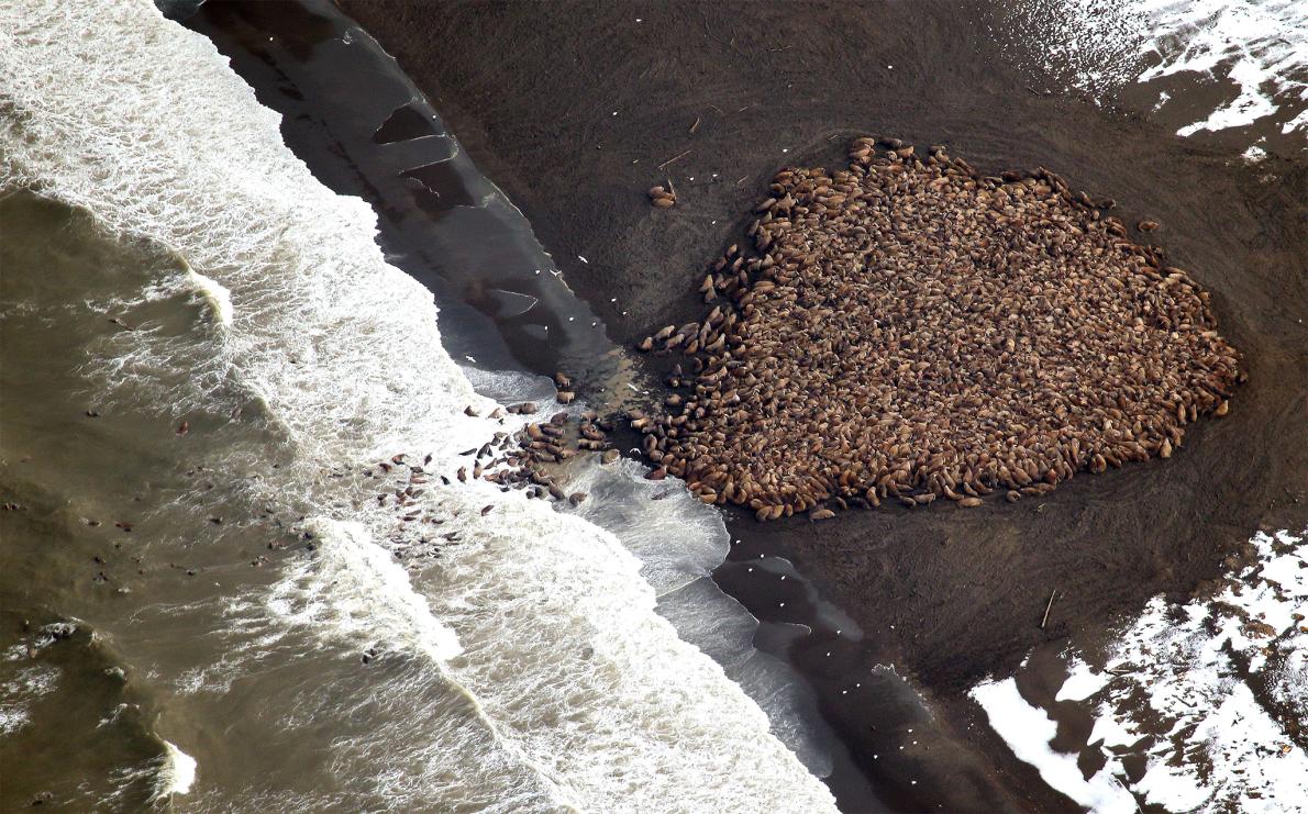 walruses-pointreyalaska.jpg