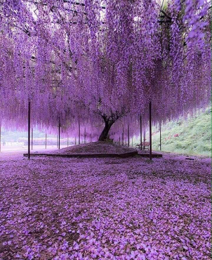 wisteriatreejapan200.jpg